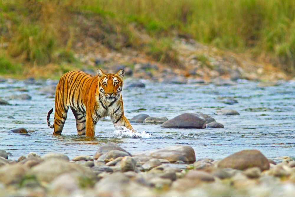 Jim Corbett