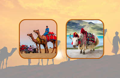 Camel and Yak Safaris